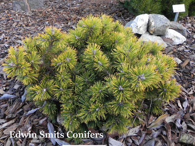 Pinus mugo 'Filip's Summer Sun'